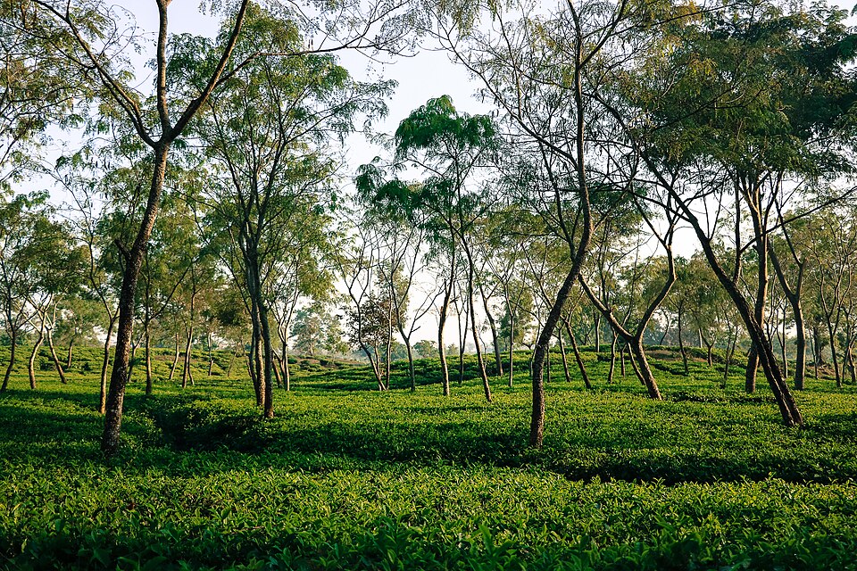 Sreemangal